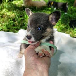 Nutmeg - Blue male Pembroke Welsh Corgi puppy in Aleppo, Pennsylvania from Donna's Corgis