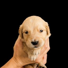 Crew ( Green collar ) - Dark golden male Golden Retriever puppy in Oregon from A Goldens First Love
