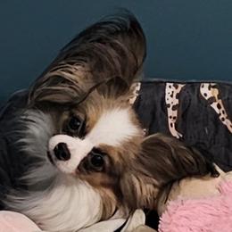 Lady - Papillon