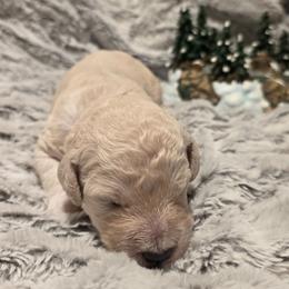Truvy - Cream female Assorted Doodle Crosses puppy in Long Beach, Mississippi from Chris' Assorted Doodle Crosses