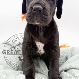 Miss Espresso - Black female Great Dane puppy in Sac City, Iowa from Northern Great Danes of Colorado & Iowa