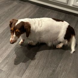 Piper - Dachshund