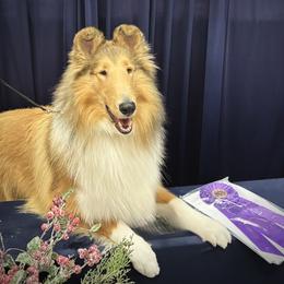 Collie and Shetland Sheepdog All Grown Up from Clarity