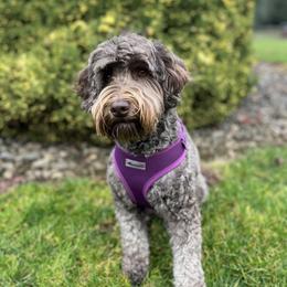Lucy - Labradoodle