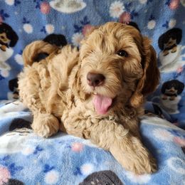 Australian Labradoodle Puppies from Doodle Creek NC Labradoodles