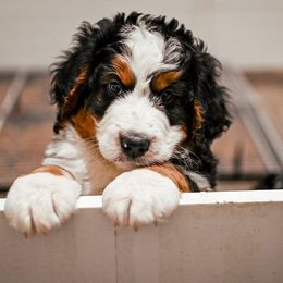 Bernedoodle and Goldendoodle Puppies from Sun Valley Goldendoodles