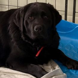 Piper - Labrador Retriever