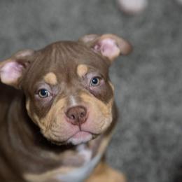 American Bully Puppies from Solidified Midwest Bullies