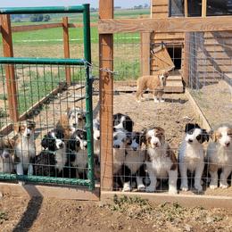 Australian Shepherds from Creekside Aussies