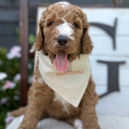 Green Collar Boy - Red  Goldendoodle puppy in Los Alamitos, California from Given Doodles