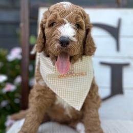 Green Collar Boy - Red  Goldendoodle puppy in Los Alamitos, California from Given Doodles
