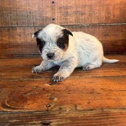 Girl 1 - Blue speckled female Australian Cattle Dog puppy in Mooresboro, North Carolina from Grog Creek Kennel