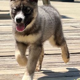 Koi - Gray and white male Siberian Husky puppy in Doswell, Virginia from Shinko Siberians