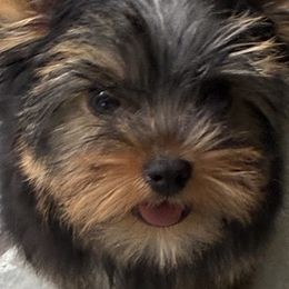 Yorkshire Terriers from Pastime’s Yorkshire Terriers