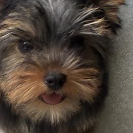 Yorkshire Terriers from Pastime’s Yorkshire Terriers