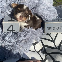 Biewer Terrier Puppies from Port-au-Prints