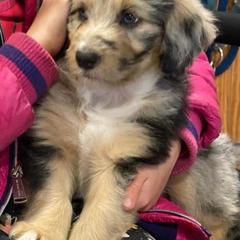 "Beth from the Yellowstone litter" Bordoodle Puppies from Brisby Bordoodles