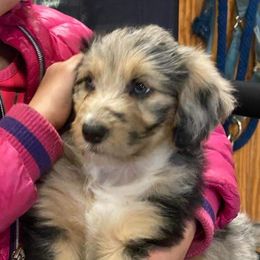"Beth from the Yellowstone litter" Bordoodle Puppies from Brisby Bordoodles