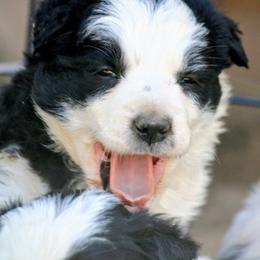 Stevie - Black and white female Border Collie puppy in Custer, South Dakota from Pinpoint Border Collies
