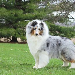 Shetland Sheepdog and Whippet All Grown Up from Jessica's Pups