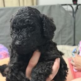 Poodle Puppies from Risa Poodles