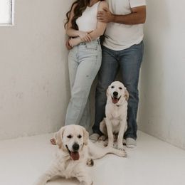 Golden Retriever Puppies from Suzy’s Golden Girls