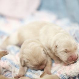 Second pick female - Golden female Golden Retriever puppy in Lemoore, California from UnrivaledGoldens