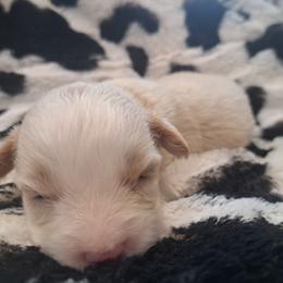Aaron - Red male Bernedoodle puppy in Lafayette, Alabama from Williams Lake Kennels