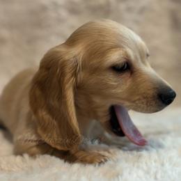 Boy 2 - Cream male Dachshund puppy in Chehalis, Washington from McJazzin Doxies