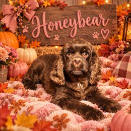 Honeybear - Cocker Spaniel