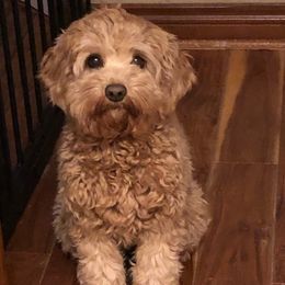 Luna - Australian Labradoodle
