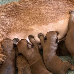 Irish Terriers from Irish Rose Kennels