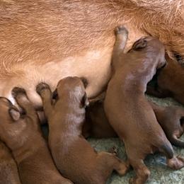 Irish Terriers from Irish Rose Kennels