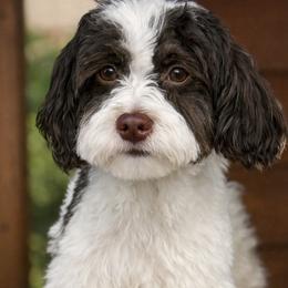 HAPPY - Havanese