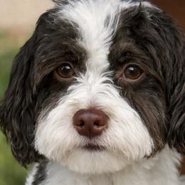 HAPPY - Havanese