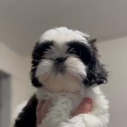 Oreo - Black and white female Shih Tzu puppy in Azusa, California from RJ Shih Tzu lover