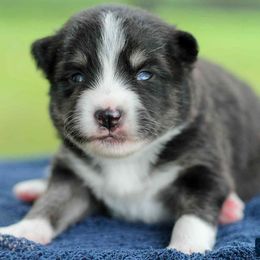 August - Black and white male Pomsky puppy in Bremen, Indiana from AMS Pomeranians and Pomskies in Indiana