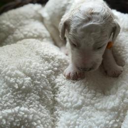 Percy - Parti male Poodle puppy in Randallstown, Maryland from Parson Standards