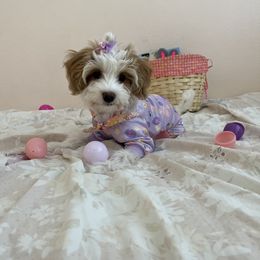 Goldendoodle and Havapoo Puppies from Lady Paws Puppies