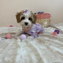 Goldendoodle and Havapoo Puppies from Lady Paws Puppies