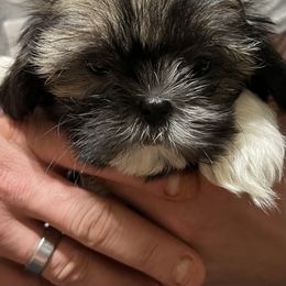 Shih Tzu Puppies from Jessica’s Shih Tzus