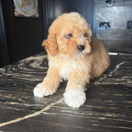 Stanley - Apricot male Cavapoo puppy in South Jordan, Utah from Wasatch Pup