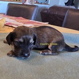 Sh cream boy - Cream male Dachshund puppy in Cedar City, Utah from Country Doxies