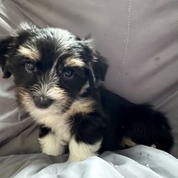 Girl 1 - Black and tan brindle Havanese puppy in Walpole, Massachusetts from Golden Glen Havanese