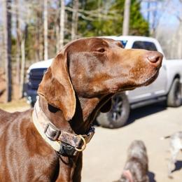 Birdie - German Shorthaired Pointer