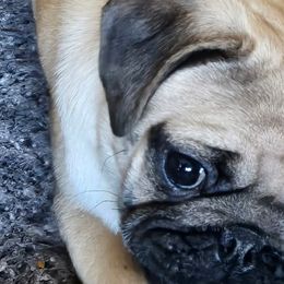 Pugs from PUGZ PAWZ