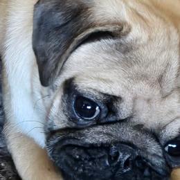 Pugs from PUGZ PAWZ