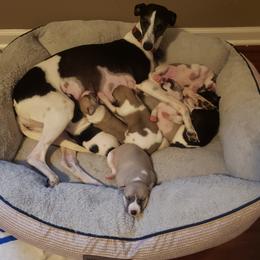 Whippet Puppies from Tigger’s Whippets