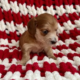 Dachshund Puppies from Emily’s Mini Dachshunds