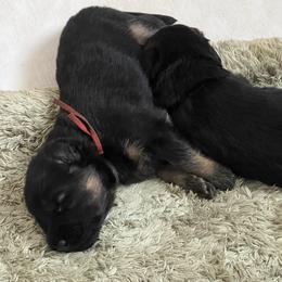 Mr. Burgundy - Black and red male German Shepherd puppy in Purcellville, Virginia from Starry Night German Shepherd Dogs